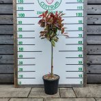 Červienka Fraserova (Photinia × fraseri) ´RED ROBIN´ - výška 90-110 cm, kont. C7L - NA KMIENKU